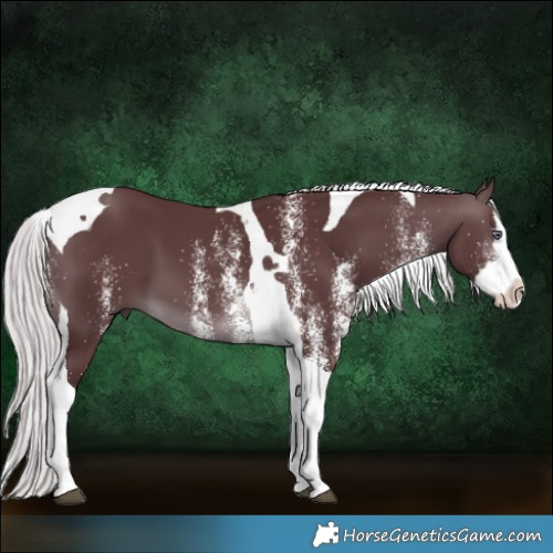 Horse Color:White Spotted Chocolate Silver Brown Chinchilla Splash Tobiano 