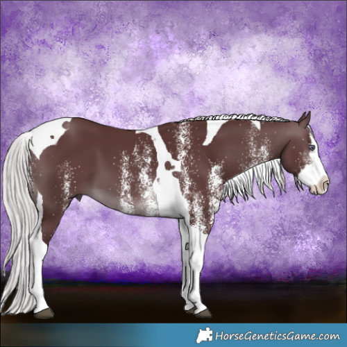Horse Color:White Spotted Chocolate Silver Brown Chinchilla Splash Tobiano 