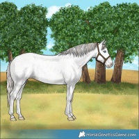 Horse Color:Perlino Roan Dun Appaloosa 