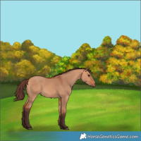 Horse Color:Chocolate Bay Dun
