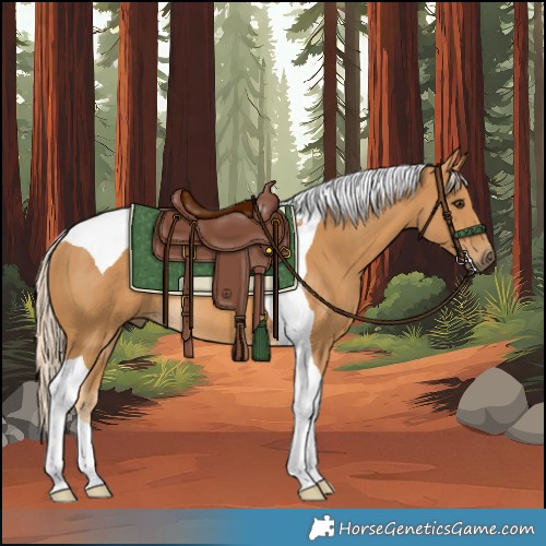 Horse Color:Palomino Tobiano 