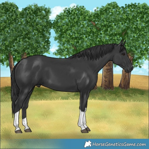 Horse Color:Black Tobiano 