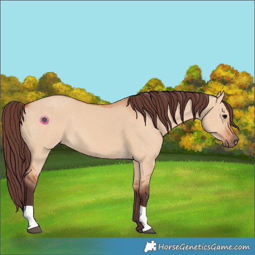 Horse Color:Chocolate Bay Dun