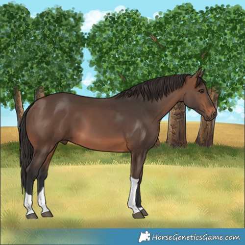 Horse Color:Brown Tobiano