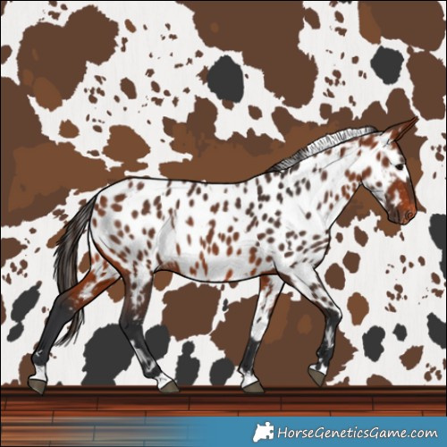 Horse Color:Bay Leopard and Bay Near Leopard