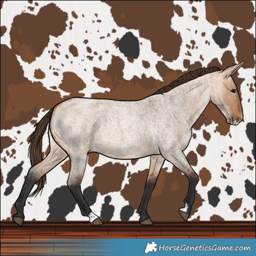 Horse Color:Bay Roan Dun Varnish and Bay Roan Dun Frame Varnish