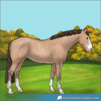 Horse Color:Amber Champagne Rabicano 