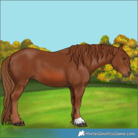 Horse Color:Chestnut 