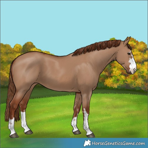 Horse Color:Red Dun 