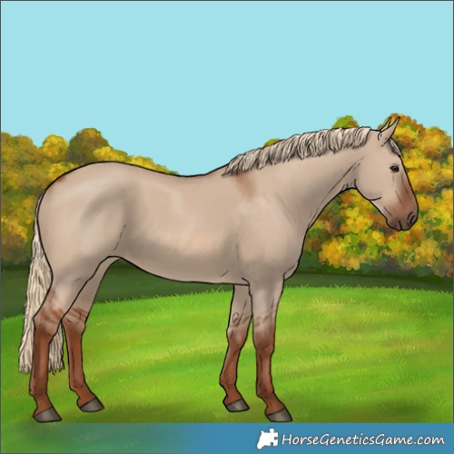 Horse Color:Red Dun 