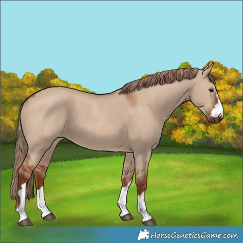 Horse Color:Red Dun 