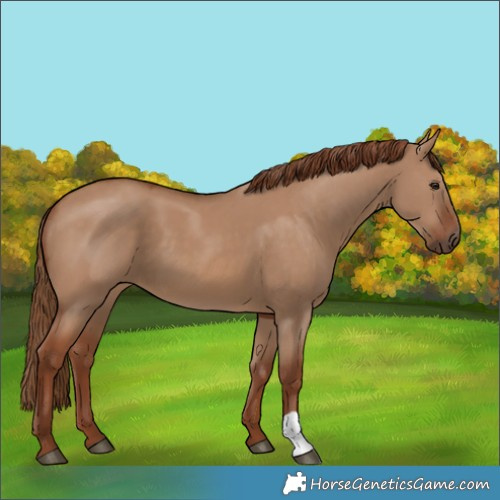 Horse Color:Red Dun 