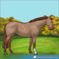 Horse Color:Red Dun 
