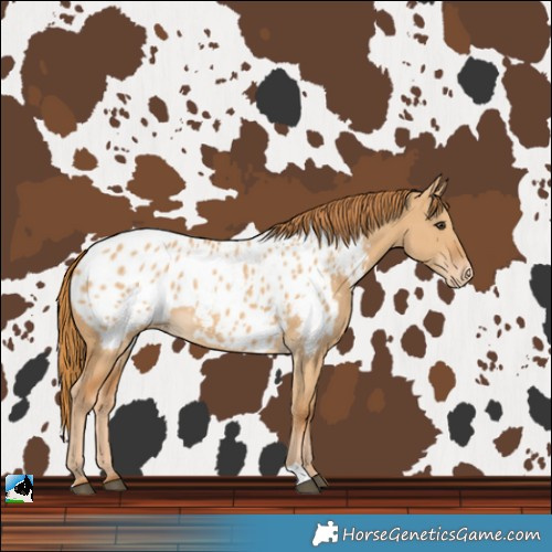 Horse Color:Red Dun Blanket