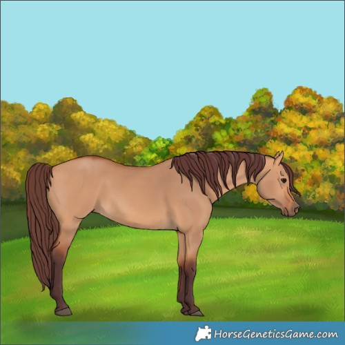Horse Color:Chocolate Bay Dun