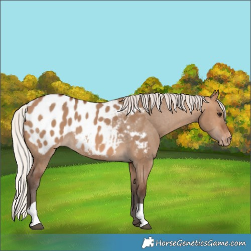 Horse Color:Silver Brown Dun Blanket