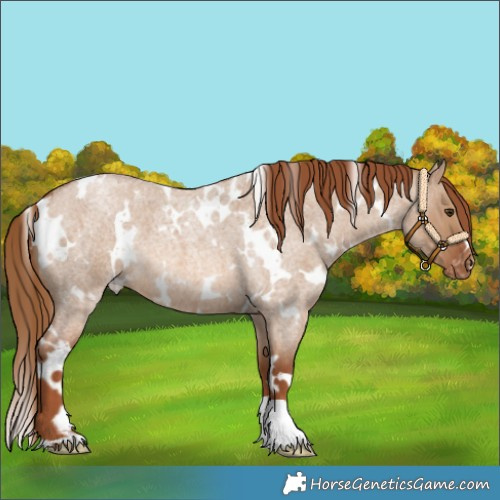 Horse Color:White Spotted Red Dun Roan Varnish 