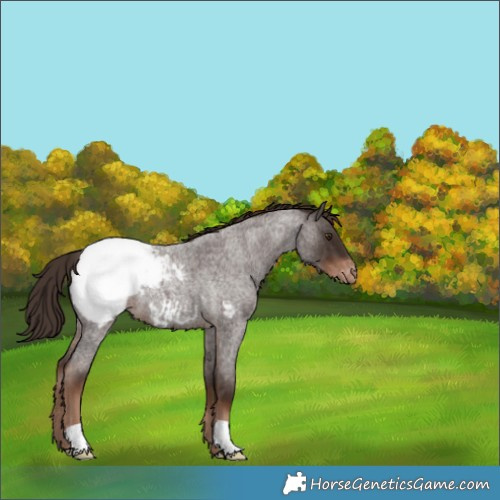 Horse Color:Liver Red Roan Appaloosa 