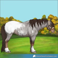 Horse Color:Liver Red Roan Snowcap 