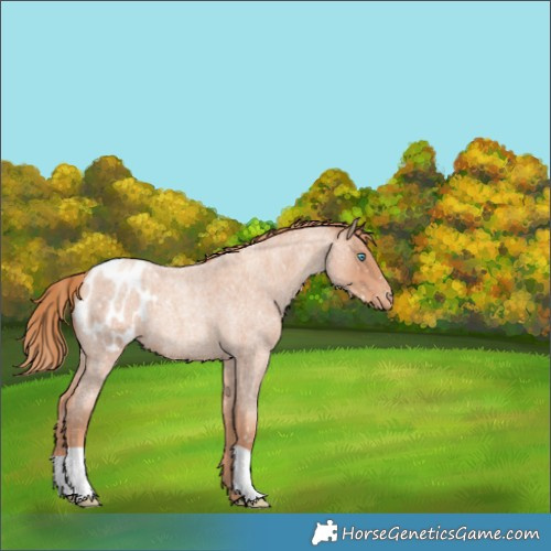 Horse Color:Gold Champagne Roan Appaloosa