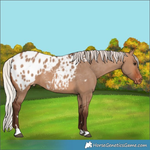 Horse Color:Silver Brown Dun Appaloosa