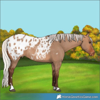 Horse Color:Silver Brown Dun Blanket 