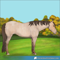 Horse Color:Amber Champagne Roan 