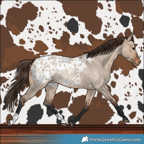 Horse Color:Bay Roan Dun Blanket