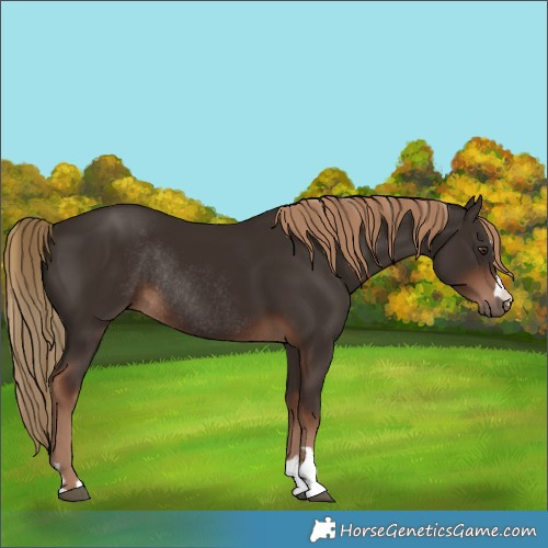 Horse Color:Liver Chestnut Rabicano 