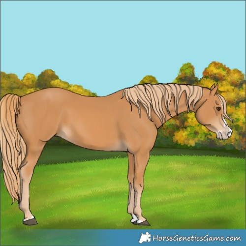 Horse Color:Chestnut Splash Frame 