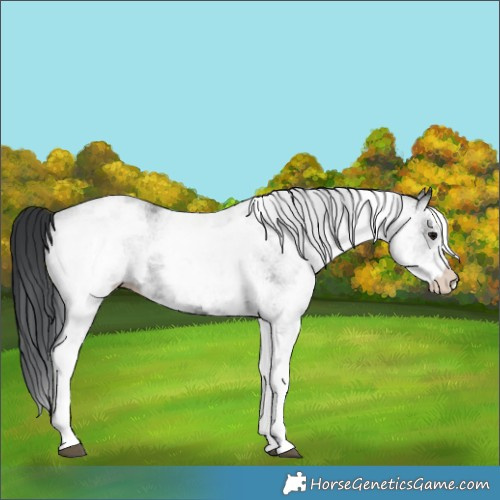 Horse Color:White Spotted Black 
