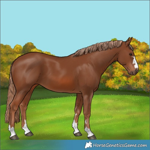 Horse Color:Chestnut 