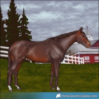Horse Color:Chocolate Bay Appaloosa 