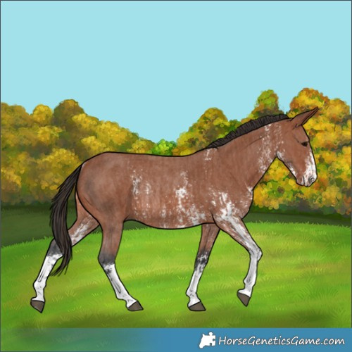 Horse Color:Bay Sabino Rabicano  and Bay Sabino Rabicano 