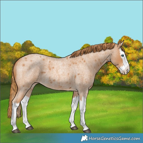 Horse Color:Red Roan Splash
