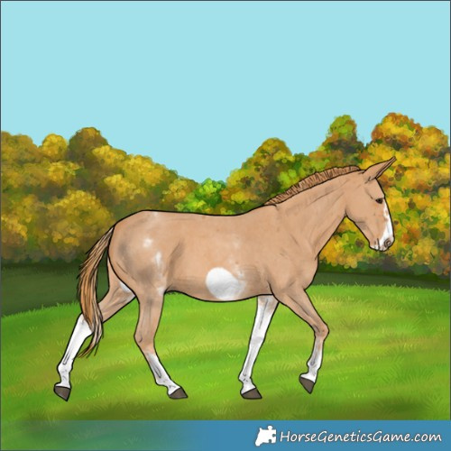 Horse Color:White Spotted Chestnut Sabino Frame