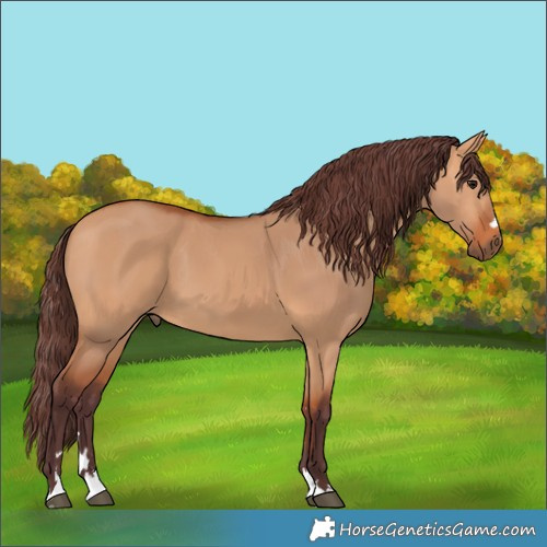 Horse Color:Chocolate Bay Dun
