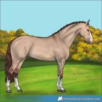 Horse Color:Chocolate Bay Dun
