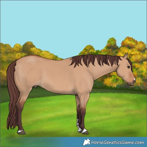 Horse Color:Chocolate Bay Dun 