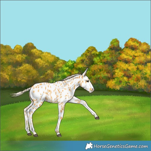 Horse Color:Palomino Splash Appaloosa 