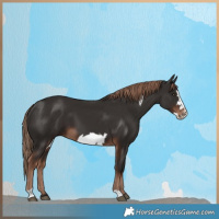 Horse Color:Liver Chestnut Frame
