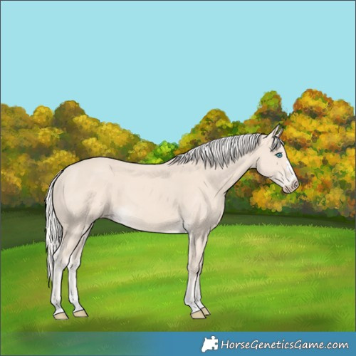 Horse Color:Cremello