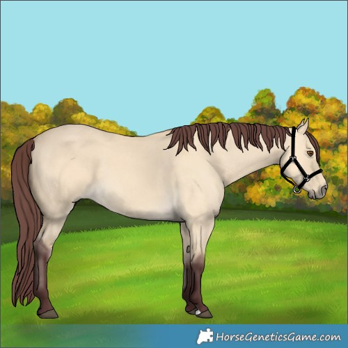 Horse Color:Chocolate Buckskin Dun 