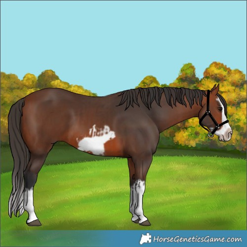 Horse Color:Bay Splash Frame and Bay Splash Frame