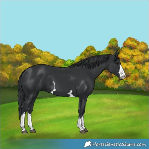 Horse Color:Black 