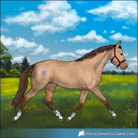 Horse Color:Chocolate Bay Dun
