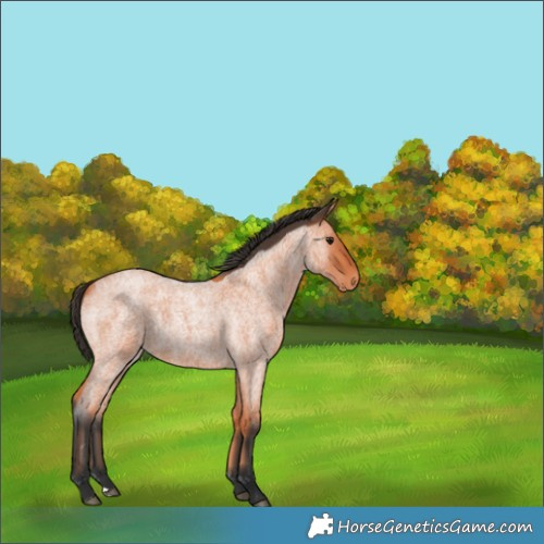 Horse Color:Bay Roan