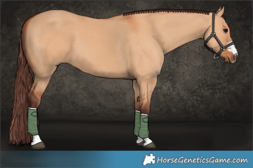 Horse Color:Chocolate Bay Dun