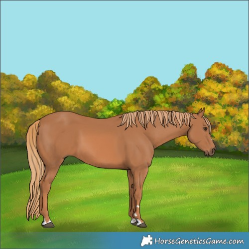 Horse Color:Chestnut 