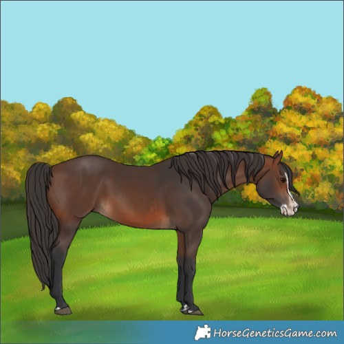 Horse Color:Brown Rabicano and Brown Splash Rabicano